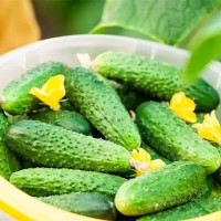 Насіння огірка «Трой» F1