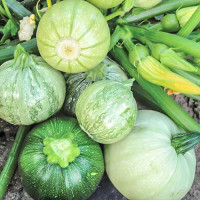 Семена кабачка «Колобок»