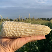 Corn seeds «Super sweet»
