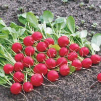 Семена редиса «Гиганте Сикуло»