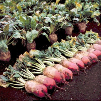 Beet seeds «Rekord»