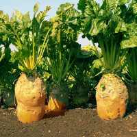 Насіння буряка «Центаур»