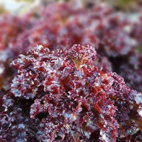 Насіння салату «KS 101»