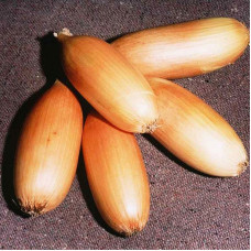 Onion seeds «Lyubchik»