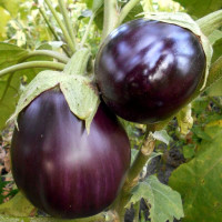 Eggplant seeds «Aswad» F1