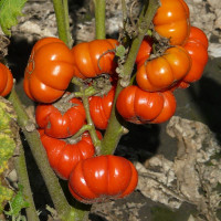 Eggplant seeds «Red Ruffled»