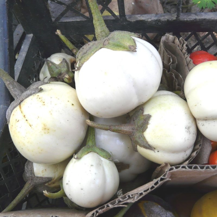 Eggplant seeds «Kumari Sri Lanka»