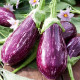 Eggplant seeds «Tsakoniki»
