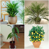 Удобрение для НЕ цветущих растений - 10 грамм