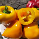 Sweet pepper seeds «Lesya orange»