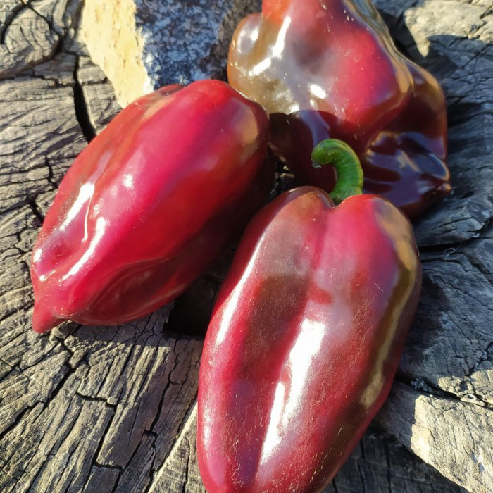 Hot pepper seeds «Hungarian black»
