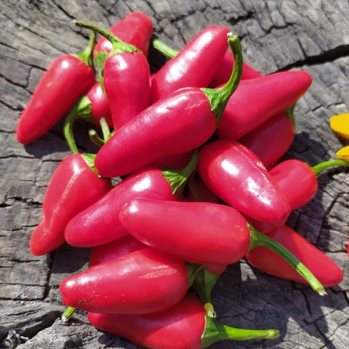 Hot pepper seeds «Jalapeno mini»