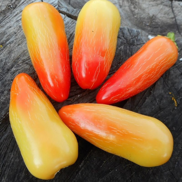 Hot pepper seeds «Jalapeno white»