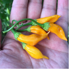 Hot pepper seeds «Aji Habanero»