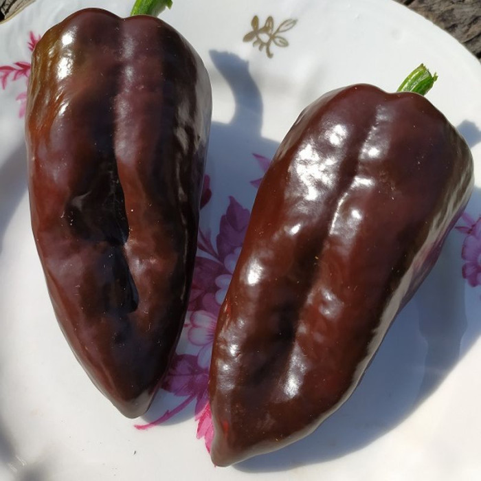 Hot pepper seeds «Mulato»