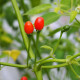 Hot pepper seeds «Cumari Brasil»