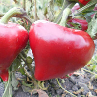 Семена перца сладкого «Леся»