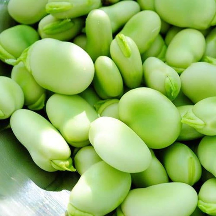 Beans seeds «Yankel» (white)