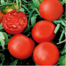 Насіння томату «Арізона»