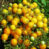 Tomato seeds «Goldilocks» 