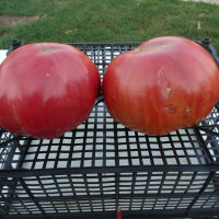 Насіння томату «Сланкардс»