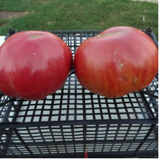 Насіння томату «Сланкардс»