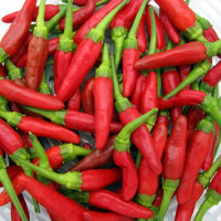 Hot pepper seeds «Bird's eye»