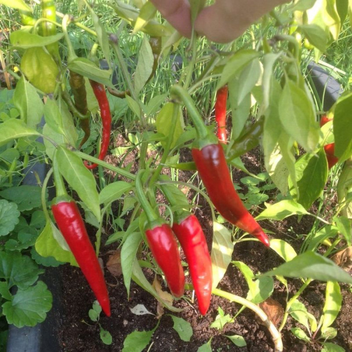 Hot pepper seeds «Eagle claw»