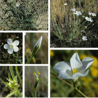 Flax seeds «GoldBerg»