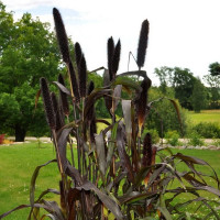 African pennisetum (millet) seeds «Purple miracle»