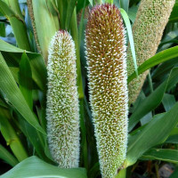 African pennisetum (millet) seeds «White miracle»