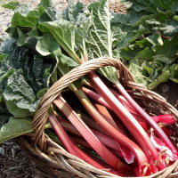 Насіння ревеню «Лідер»