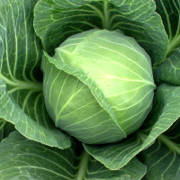 Cabbage seeds «Golden hectare»