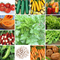 Set of vegetable seeds «Gardener’s Dream» - 15 pc.