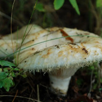 Мицелий гриба «Груздь настоящий»