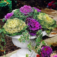 Cabbage ornamental fringed seeds