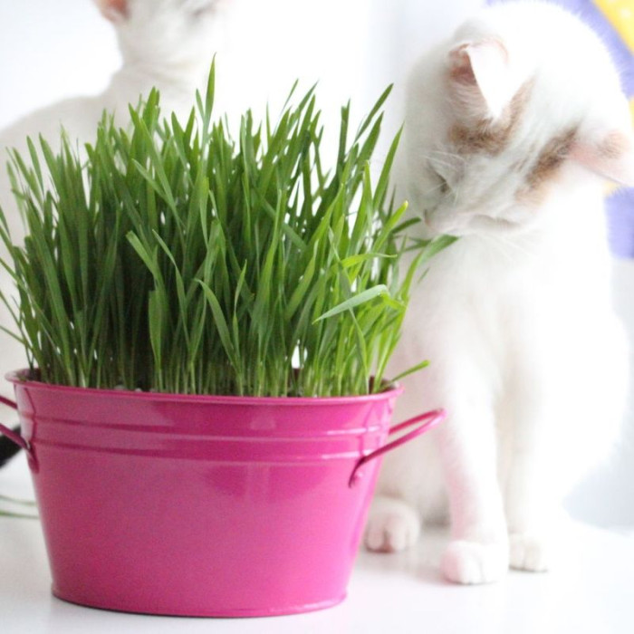 Grass seeds for cats «Premium»
