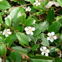 Bearberry cotoneaster seeds