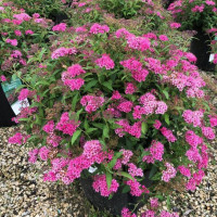 Japanese spiraea seeds «Anthony Waterer»