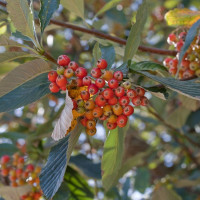 Насіння горобини круглолистої (арія)