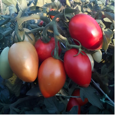 Tomato seeds «Juncker» 