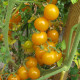 Tomato seeds «Orange caviar» 