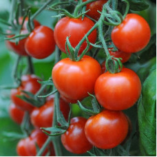 Насіння томату «Вдалий»