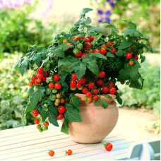 Tomato seeds «Balcony red» F1