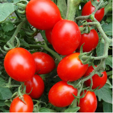 Tomato seeds «Piennolo del Vesuvio» 
