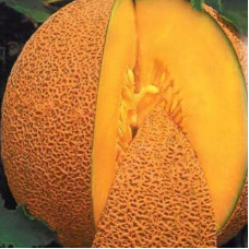 Melon seeds «Honey aroma» F1