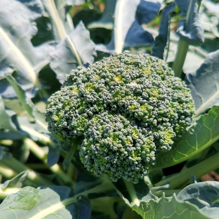 Broccoli seeds «Tone»