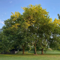 Насіння платану кленолистого