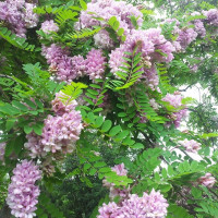 Robinia viscosa seeds