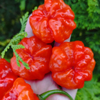 Hot pepper seeds «Aji Dulce Puerto Rico»